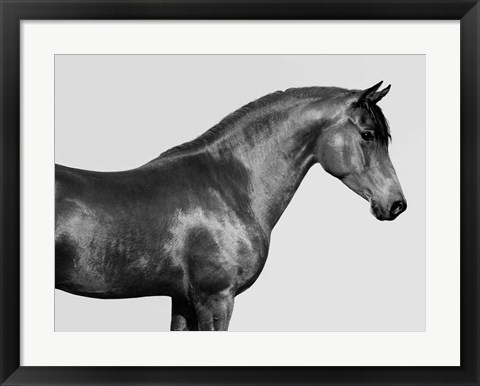 Framed Orpheus, Arab Horse Print