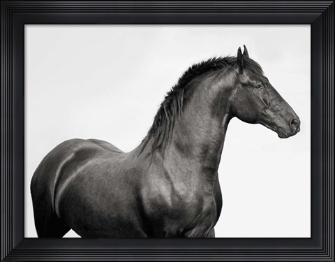 Framed King Mamba, Stallion Print
