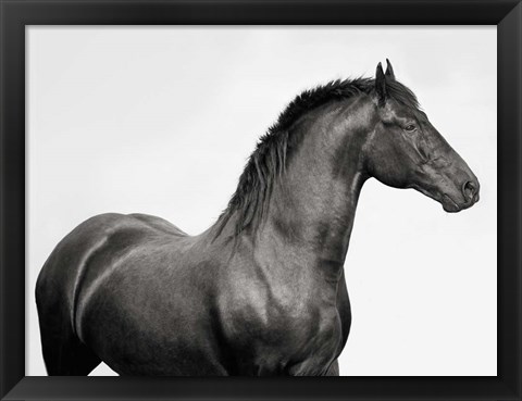 Framed King Mamba, Stallion Print