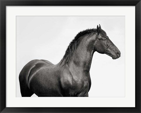 Framed King Mamba, Stallion Print