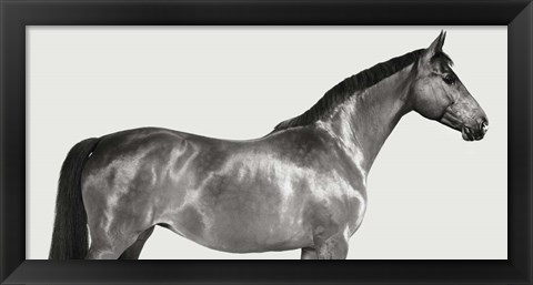 Framed Kingsman Cavalier, English Thoroughbred Print