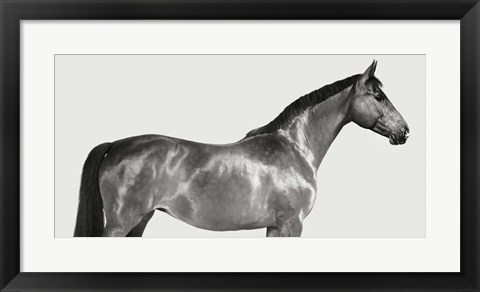 Framed Kingsman Cavalier, English Thoroughbred Print