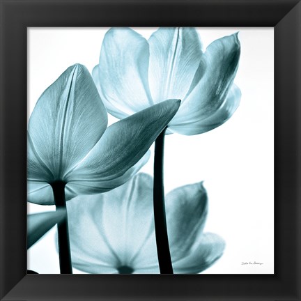 Framed Translucent Tulips III Sq Aqua Print