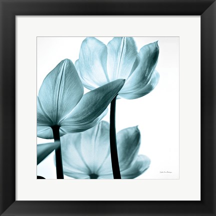 Framed Translucent Tulips III Sq Aqua Print