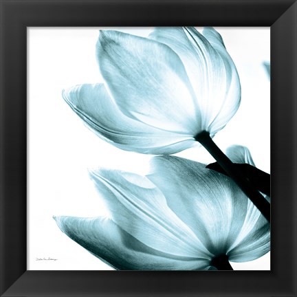 Framed Translucent Tulips II Sq Aqua Print