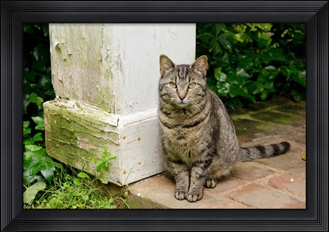 Framed Mississippi, Columbus House cat at Waverley Plantation Mansion Print