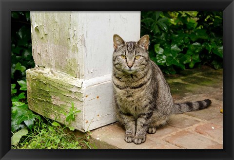 Framed Mississippi, Columbus House cat at Waverley Plantation Mansion Print