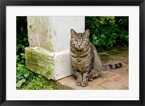 Framed Mississippi, Columbus House cat at Waverley Plantation Mansion Print