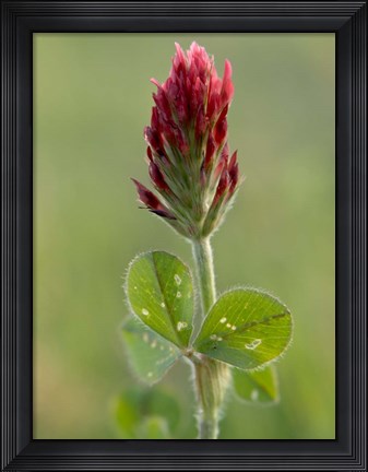 Framed Crimson or Italian flora clover, Mississippi Print