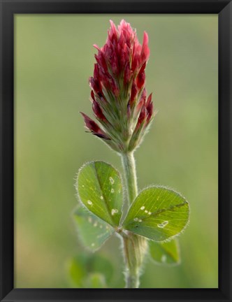 Framed Crimson or Italian flora clover, Mississippi Print