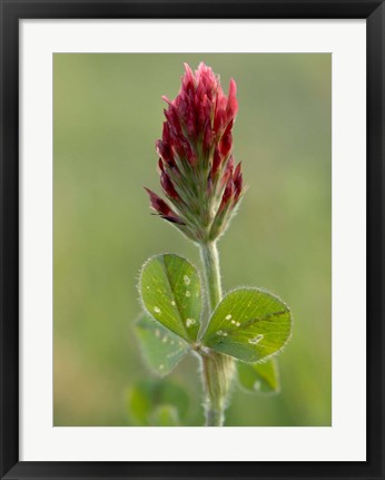 Framed Crimson or Italian flora clover, Mississippi Print