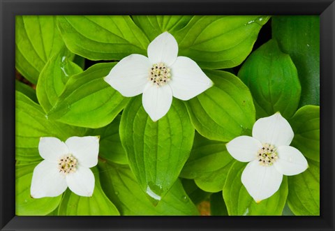 Framed Bunchberry in Bloom on Monadnock Mountain, Lemington, Vermont Print