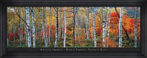 Framed Birch Forest, French Alps Print