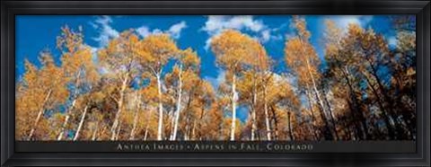 Framed Aspens in Fall, Colorado Print