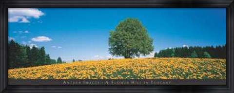 Framed Flower Hill in Tuscany Print