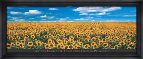 Framed Sunflower Field in Provence Print