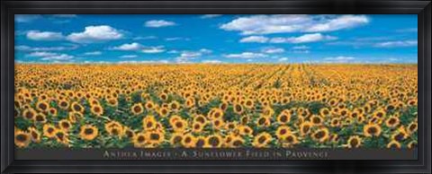 Framed Sunflower Field in Provence Print