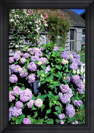 Framed Massachusetts, Nantucket, Siasconset, Home Flowers Print
