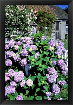 Framed Massachusetts, Nantucket, Siasconset, Home Flowers Print