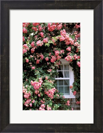 Framed Massachusetts, Nantucket Island, Roses and home Print