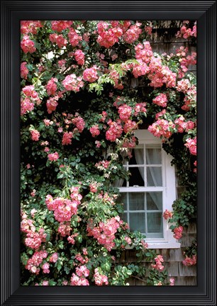 Framed Massachusetts, Nantucket Island, Roses and home Print