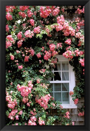 Framed Massachusetts, Nantucket Island, Roses and home Print