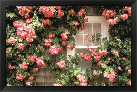 Framed Roses and home, Nantucket Island Print