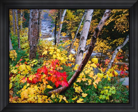 Framed New Hampshire, White Mountains National Forest Print