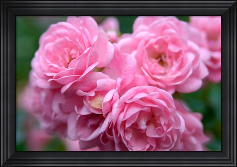 Framed Pink Landscape Roses, Jackson, New Hampshire Print