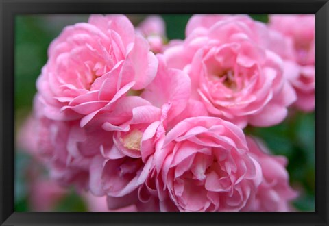 Framed Pink Landscape Roses, Jackson, New Hampshire Print