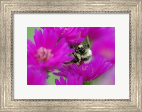 Framed Bumble bee on aster, New Hampshire Print