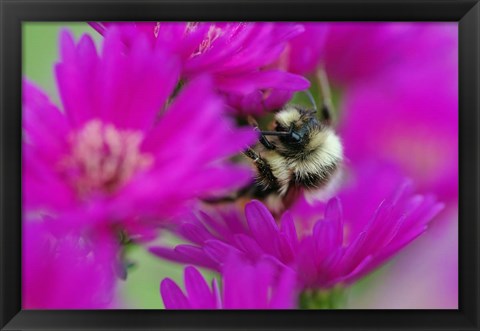 Framed Bumble bee on aster, New Hampshire Print