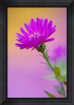 Framed Aster flower in autumn, New Hampshire Print