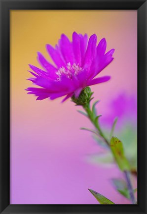 Framed Aster flower in autumn, New Hampshire Print