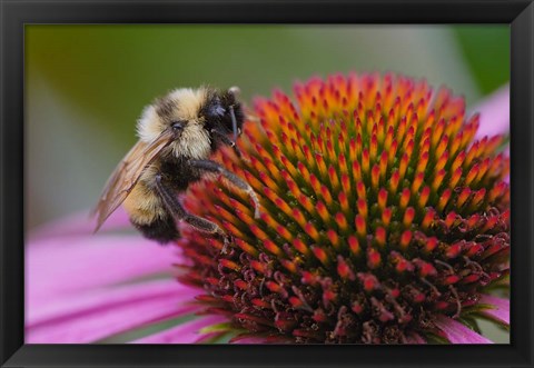 Framed Bumble bee on aster, New Hampshire, Bombus Print