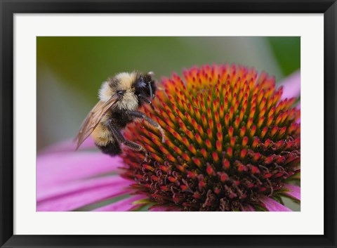 Framed Bumble bee on aster, New Hampshire, Bombus Print