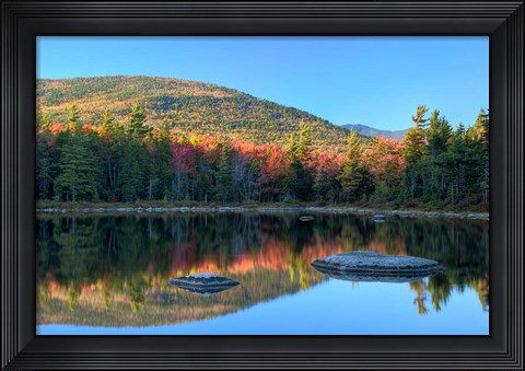 Framed Lily Pond, White Mountain Forest, New Hampshire Print