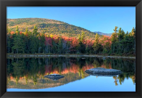 Framed Lily Pond, White Mountain Forest, New Hampshire Print