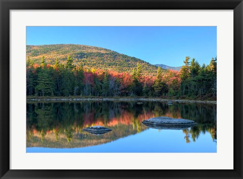 Framed Lily Pond, White Mountain Forest, New Hampshire Print