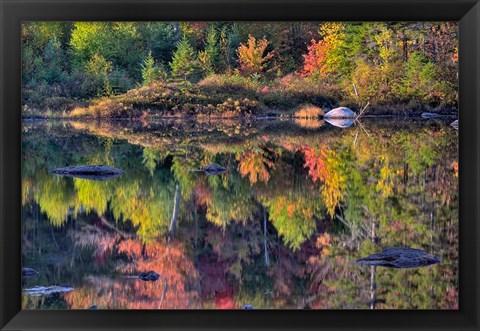 Framed Shoreline reflection, Lily Pond, White Mountain National Forest, New Hampshire Print
