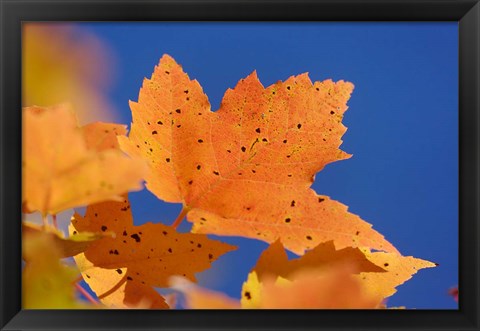 Framed Autumn, White Mountains Forest, New Hampshire Print