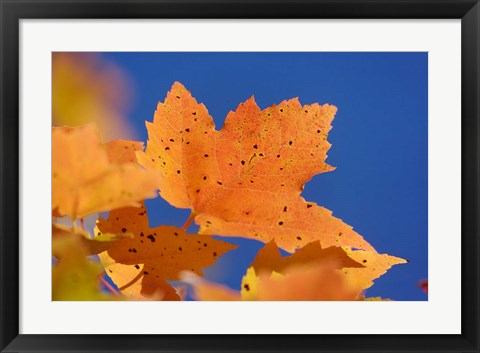 Framed Autumn, White Mountains Forest, New Hampshire Print