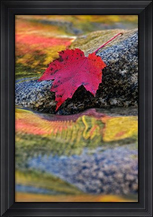 Framed Red Maple leaf on rock in Swift River, White Mountain National Forest, New Hampshire Print