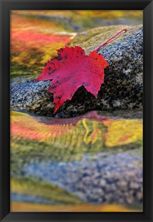 Framed Red Maple leaf on rock in Swift River, White Mountain National Forest, New Hampshire Print