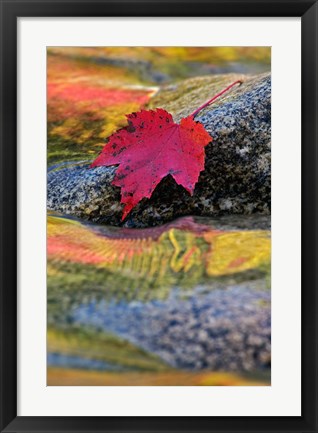 Framed Red Maple leaf on rock in Swift River, White Mountain National Forest, New Hampshire Print