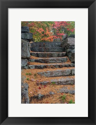 Framed Pine needles, White Mountain Forest, New Hampshire Print