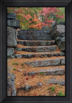 Framed Pine needles, White Mountain Forest, New Hampshire Print