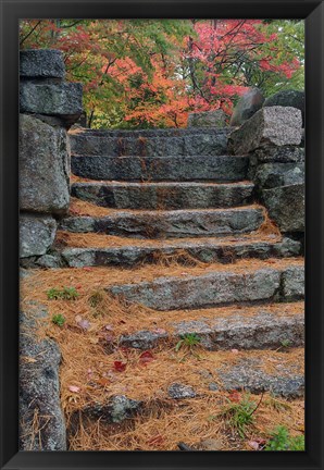 Framed Pine needles, White Mountain Forest, New Hampshire Print