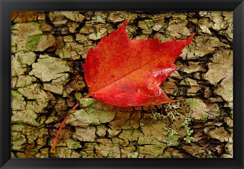 Framed Red maple in White Mountain Forest, New Hampshire Print