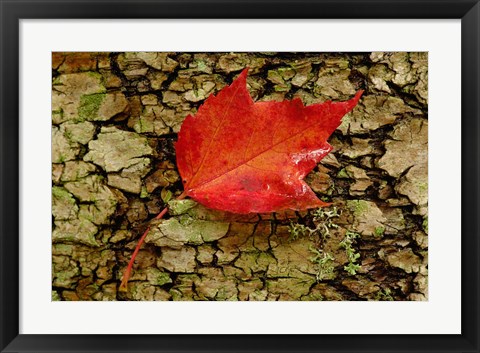 Framed Red maple in White Mountain Forest, New Hampshire Print